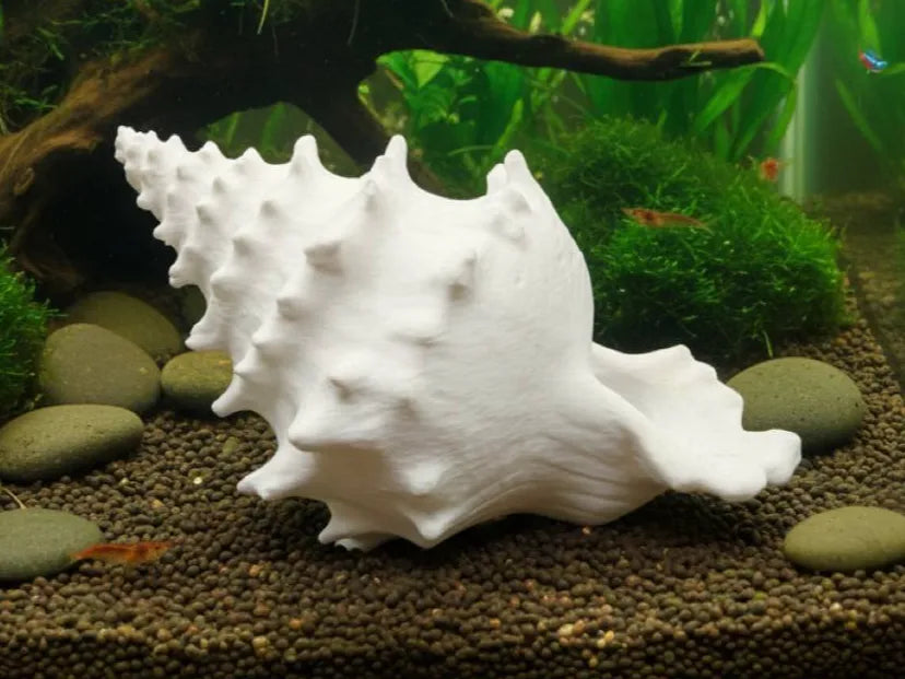 Conchiglia Decorativa con Nascondiglio Interno – Rifugio per Acquari e Terrari, Stampato in 3D