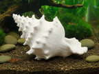 Conchiglia Decorativa con Nascondiglio Interno – Rifugio per Acquari e Terrari, Stampato in 3D