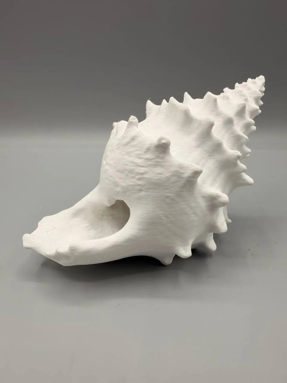 Conchiglia Decorativa con Nascondiglio Interno – Rifugio per Acquari e Terrari, Stampato in 3D