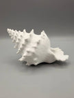Conchiglia Decorativa con Nascondiglio Interno – Rifugio per Acquari e Terrari, Stampato in 3D