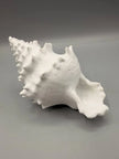 Conchiglia Decorativa con Nascondiglio Interno – Rifugio per Acquari e Terrari, Stampato in 3D