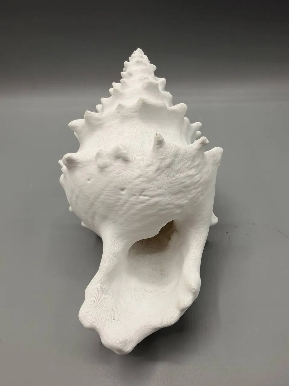 Conchiglia Decorativa con Nascondiglio Interno – Rifugio per Acquari e Terrari, Stampato in 3D