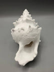Conchiglia Decorativa con Nascondiglio Interno – Rifugio per Acquari e Terrari, Stampato in 3D
