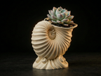 Vaso Nautilus in Stampa 3D – Elegante Fioriera a Forma di Conchiglia