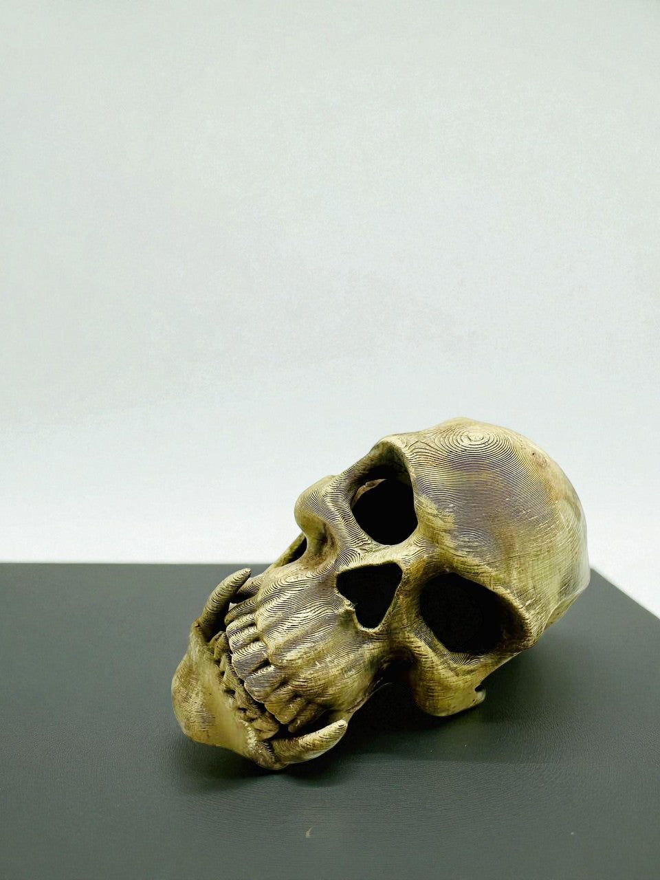 Tana Decorativa a Forma di Teschio – novYTerra