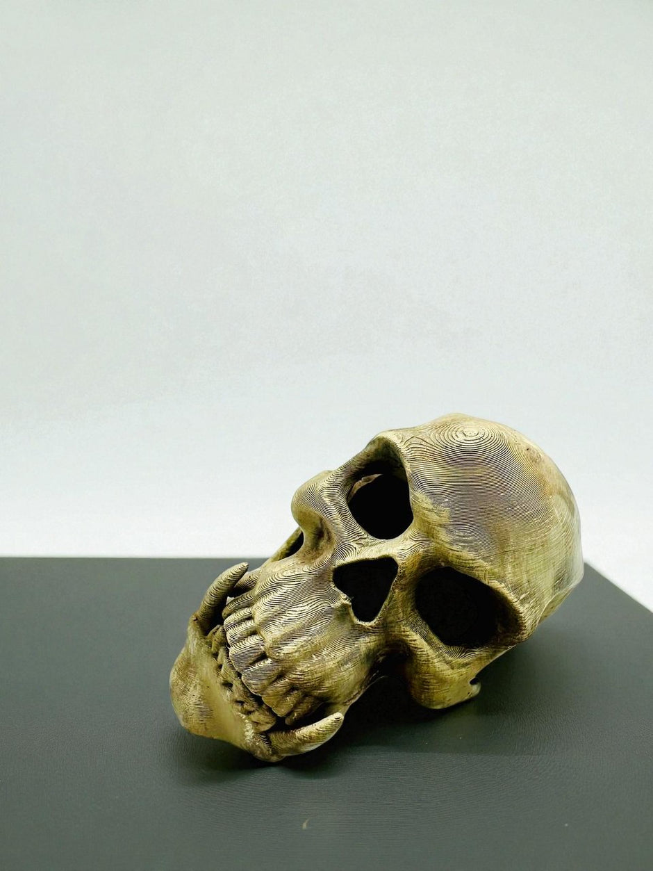 Tana Decorativa a Forma di Teschio – novYTerra