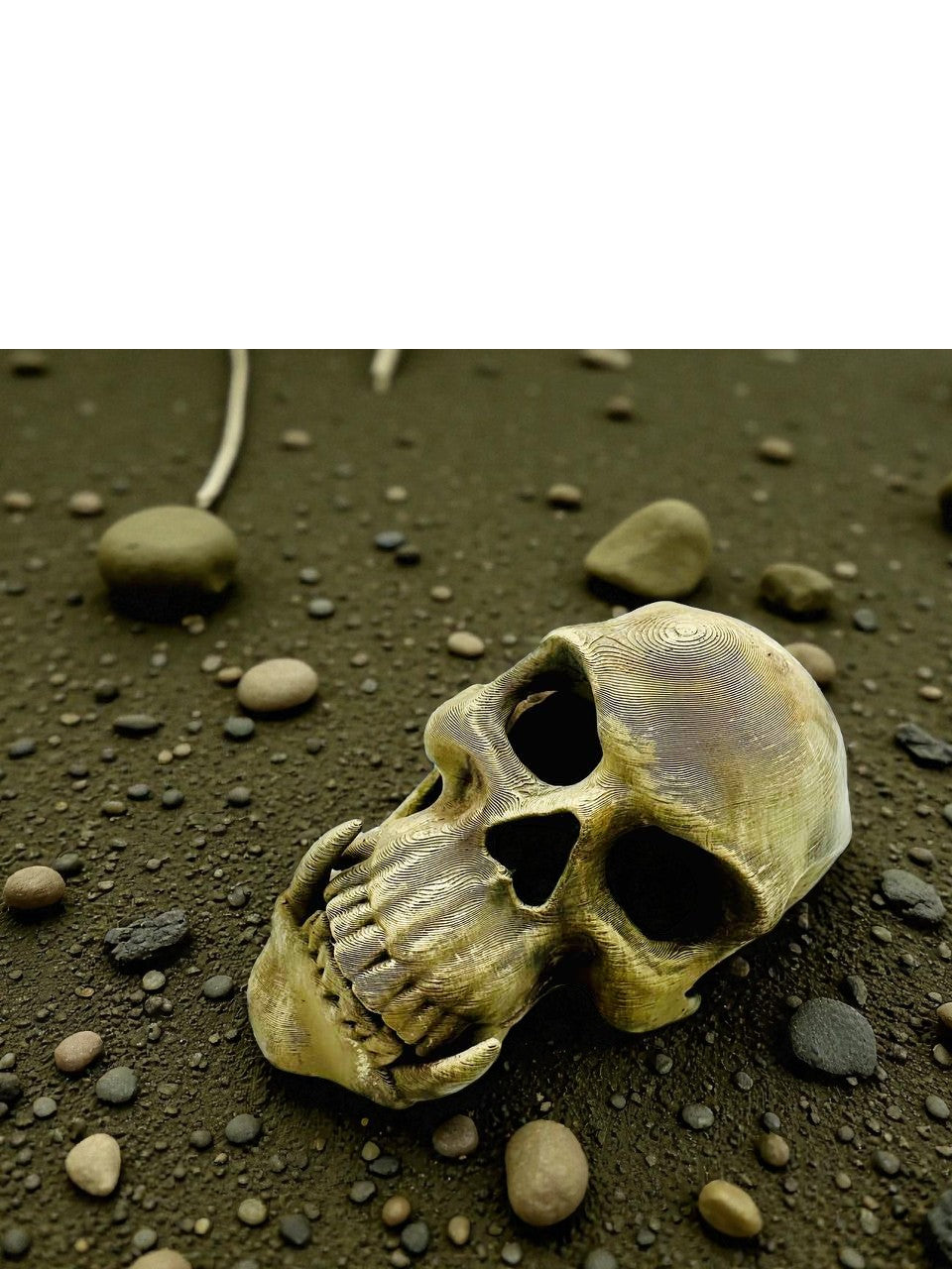 Tana Decorativa a Forma di Teschio – novYTerra