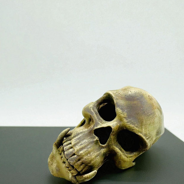 Tana Decorativa a Forma di Teschio – novYTerra