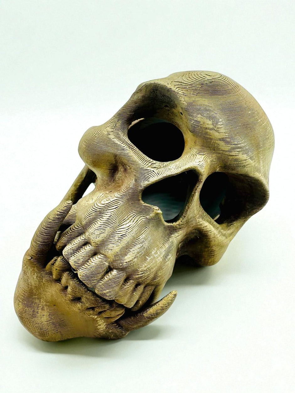 Tana Decorativa a Forma di Teschio – novYTerra